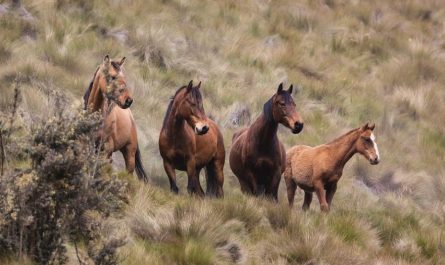 What does it mean to dream of a horse?