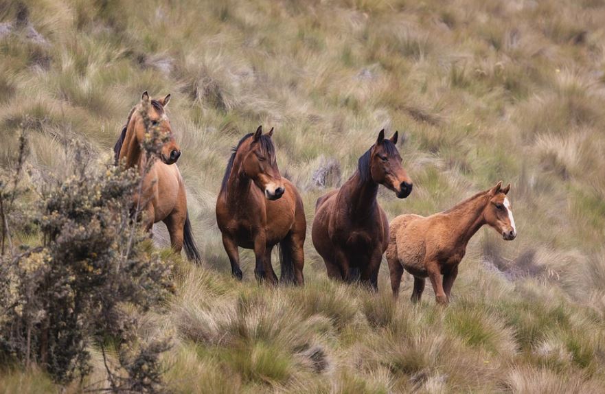 What does it mean to dream of a horse?