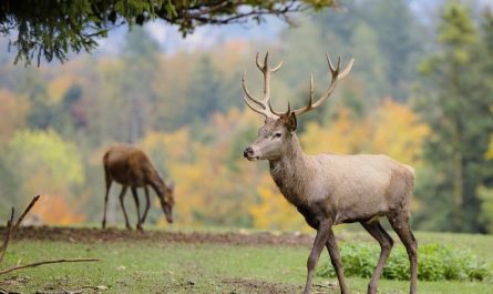 What does it mean to dream of horns?
