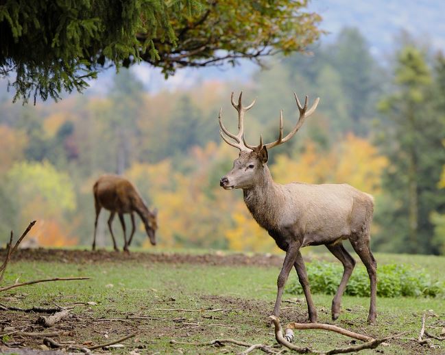What does it mean to dream of horns?