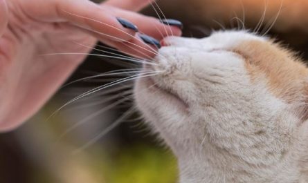 What does it mean to dream of caressing or petting?