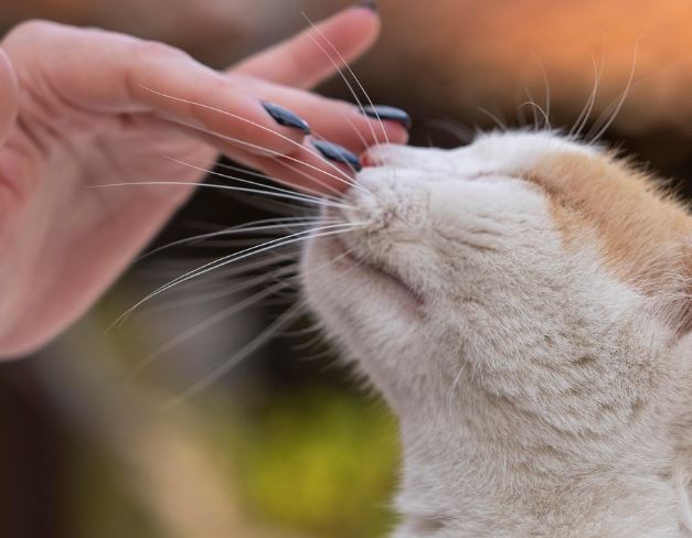 What does it mean to dream of caressing or petting?