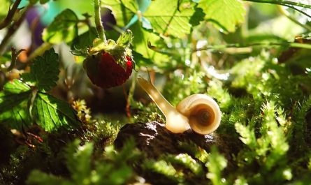 What does it mean to dream about snails?
