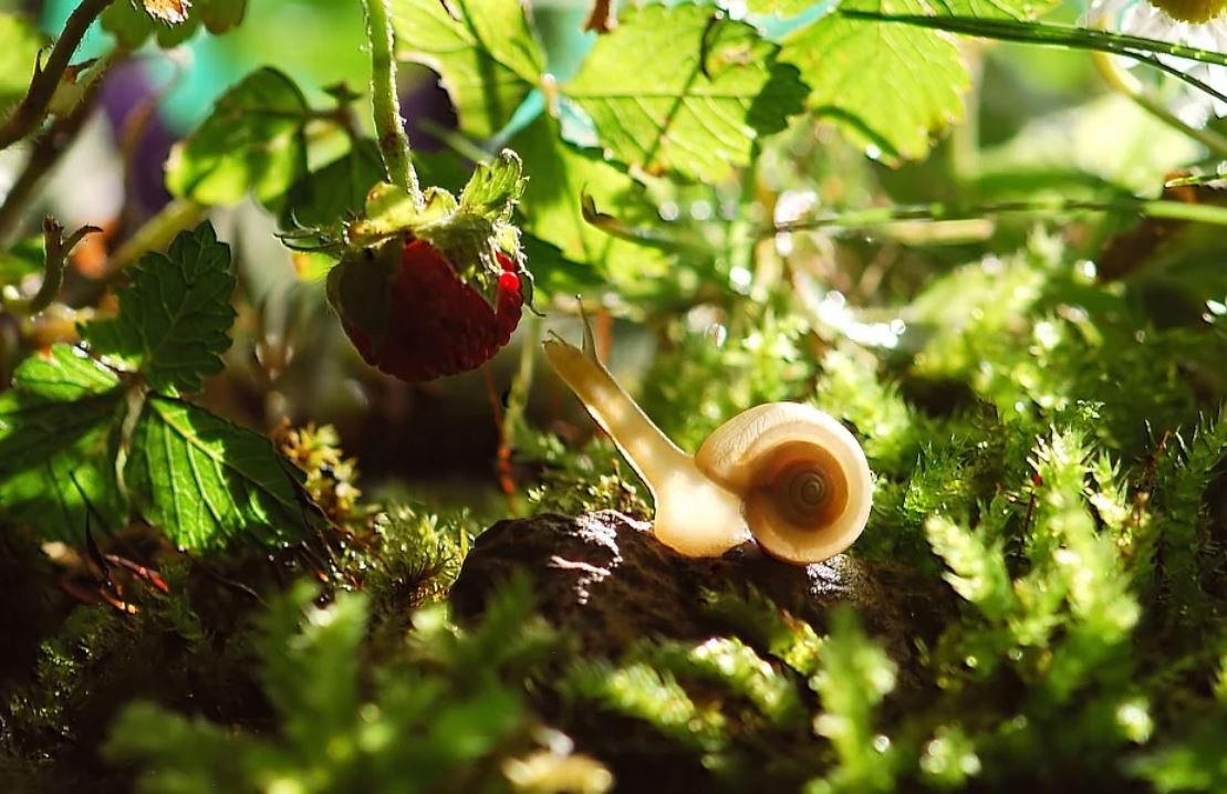 What does it mean to dream about snails?
