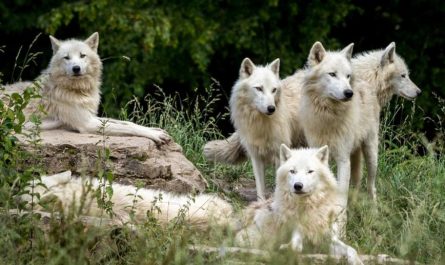What does it mean to dream of a wolf?