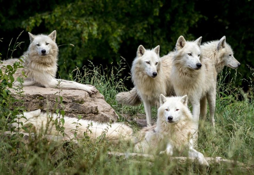 What does it mean to dream of a wolf?