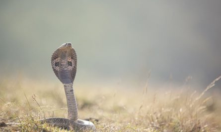 What does dreaming of a cobra mean?