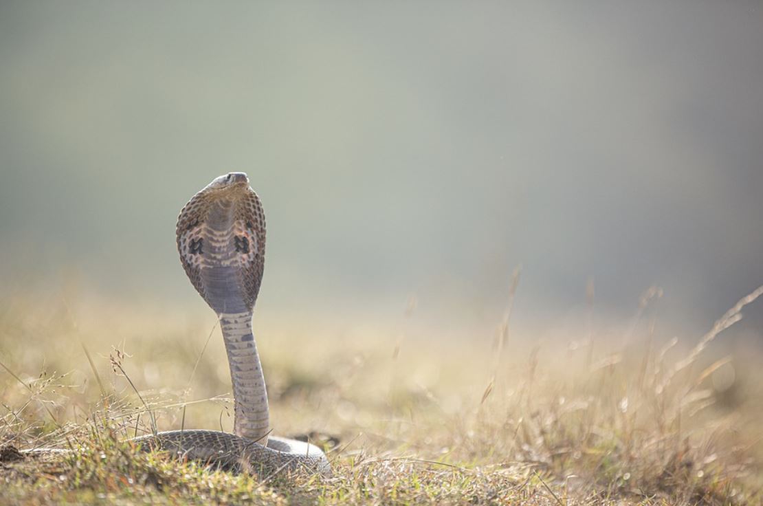 What does dreaming of a cobra mean?