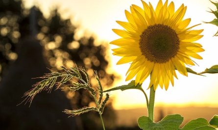 What does dreaming of sunflowers mean?