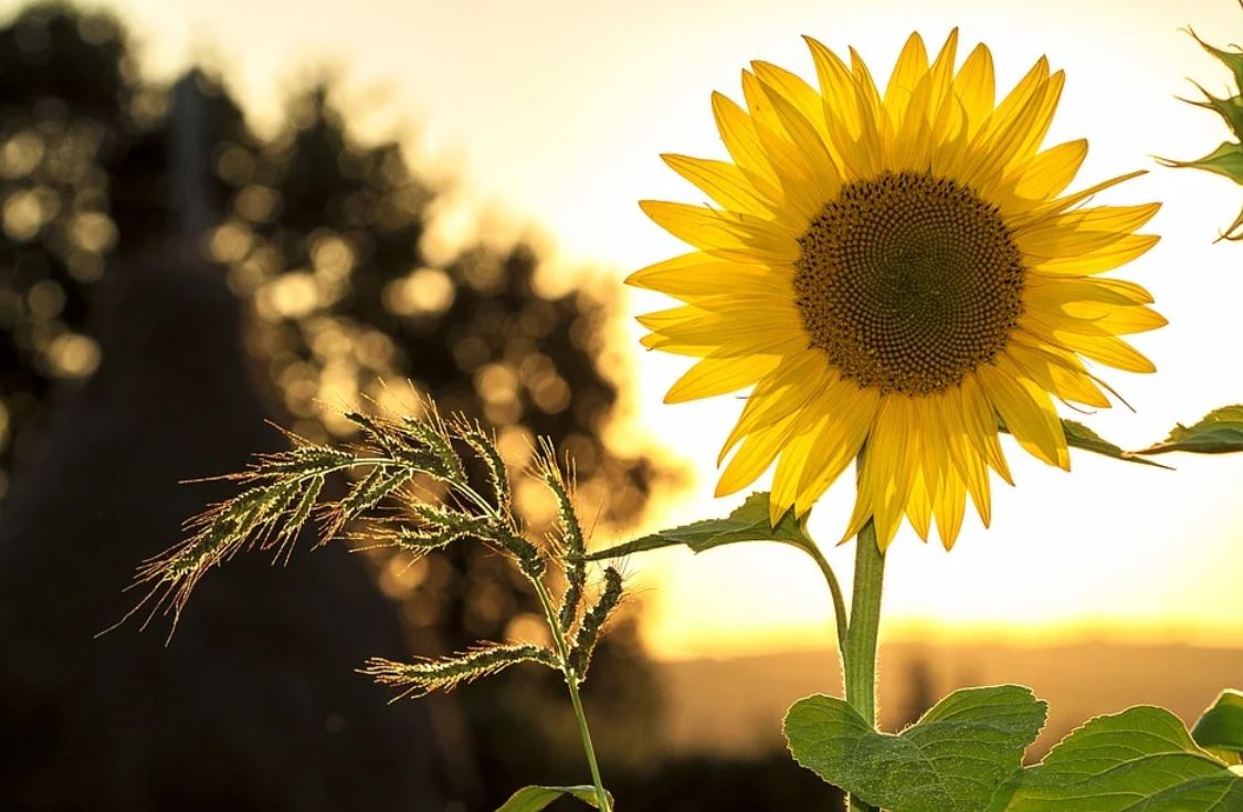 What does dreaming of sunflowers mean?